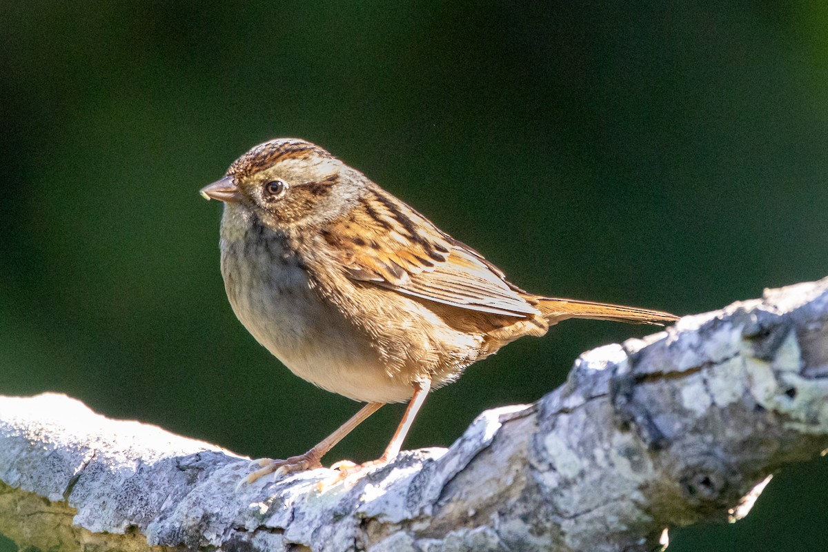 Swamp Sparrow - ML644716042