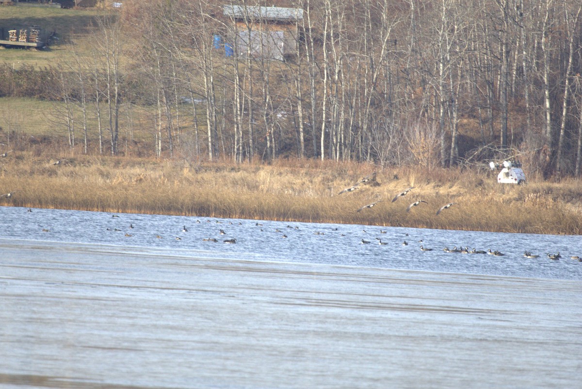 カナダガン - ML644716043