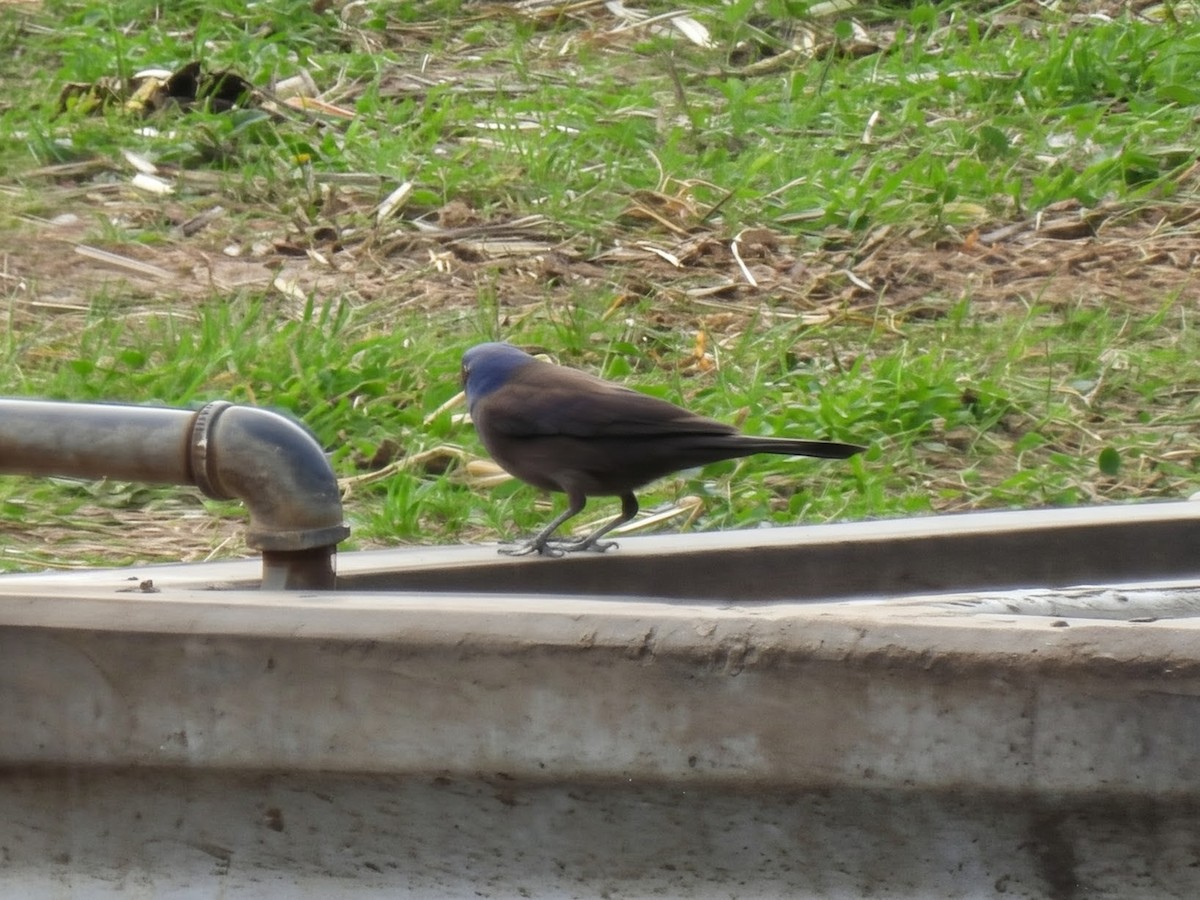 Пурпурный гракл - ML644716044