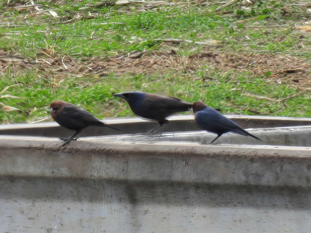 Пурпурный гракл - ML644716046