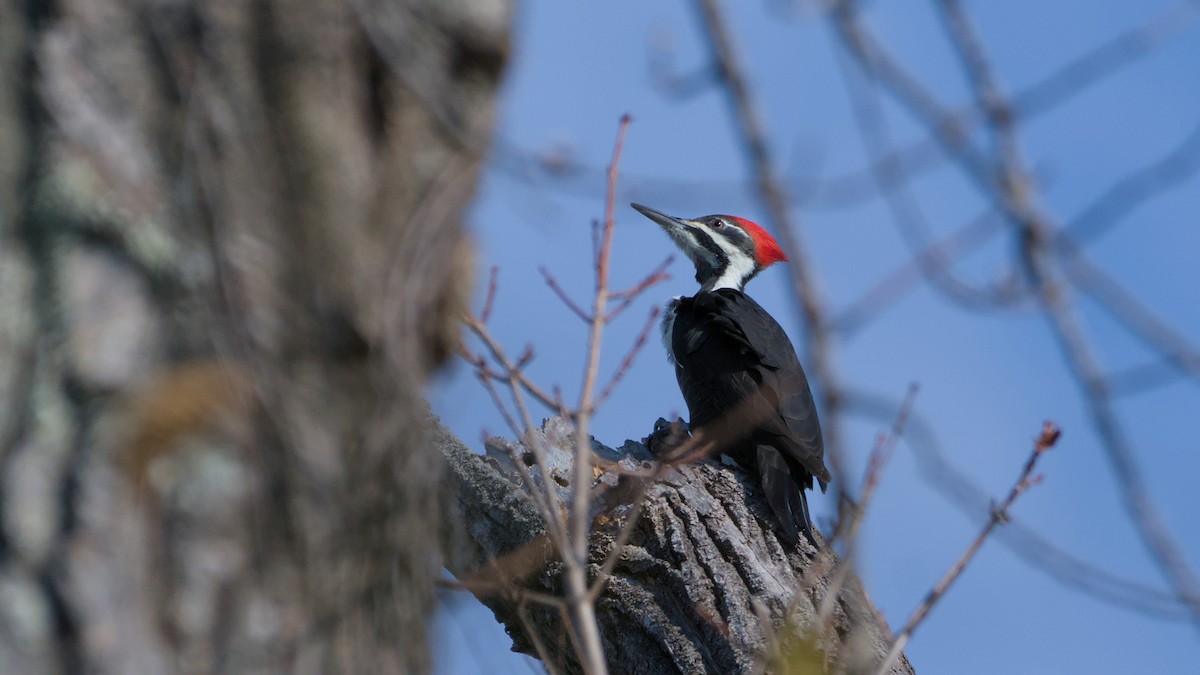 Pileated Woodpecker - ML644716051