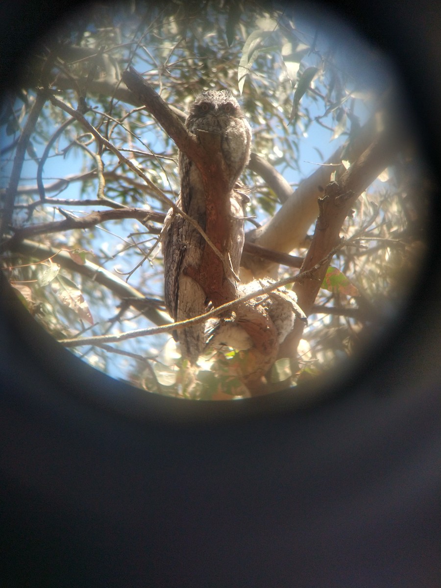 Avustralya Kocaağzı - ML644716059