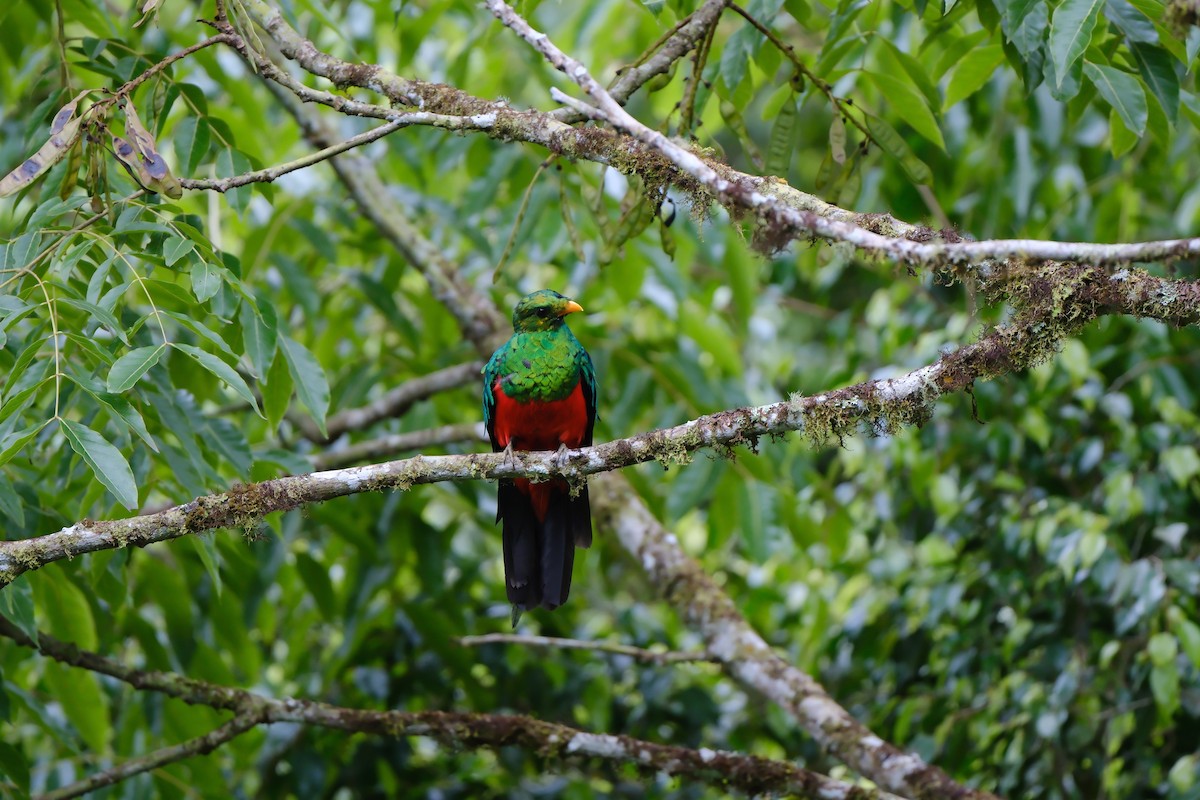 Golden-headed Quetzal - ML644716060