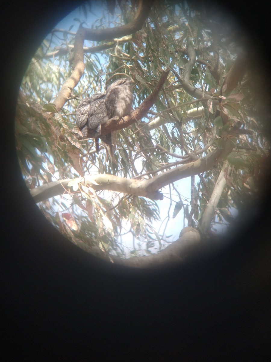 Avustralya Kocaağzı - ML644716062