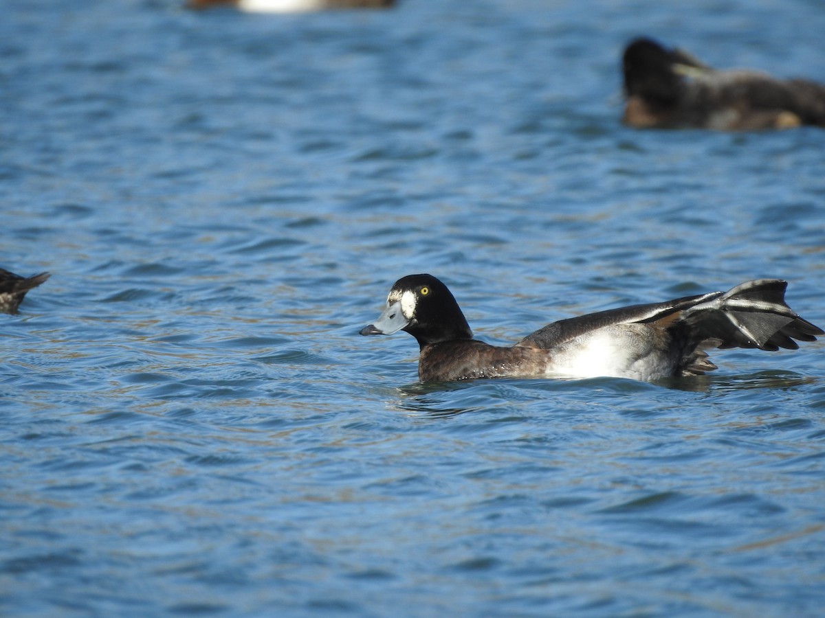 スズガモ - ML644716063