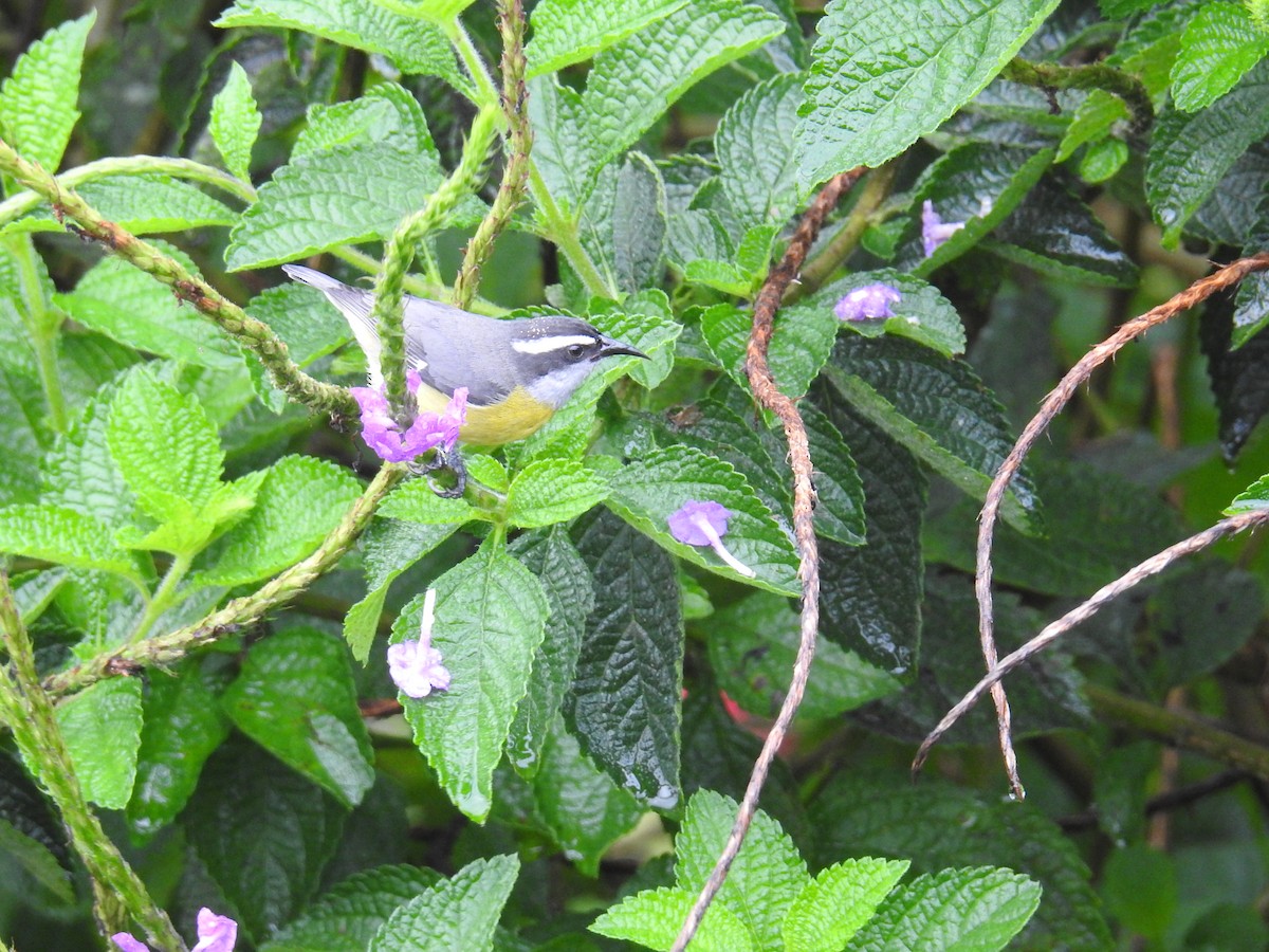 Bananaquit - ML644716082