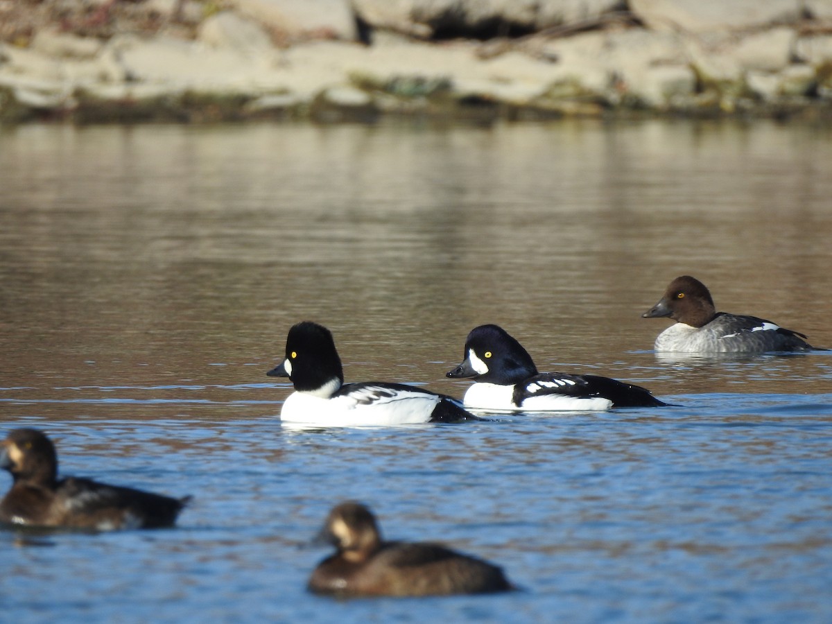 Barrow's Goldeneye - ML644716085