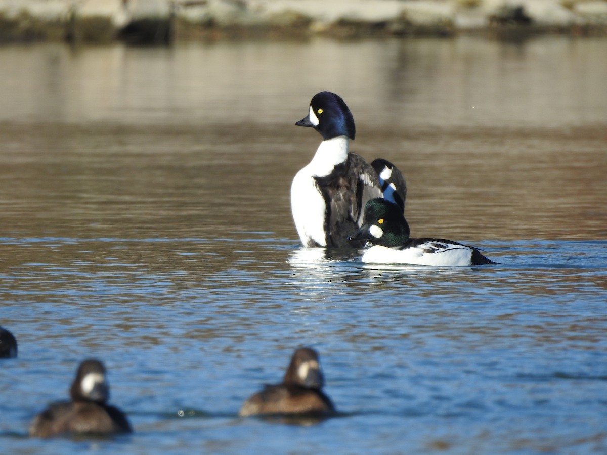 Barrow's Goldeneye - ML644716109