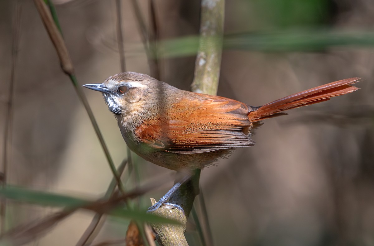 Ochre-cheeked Spinetail - ML644716119