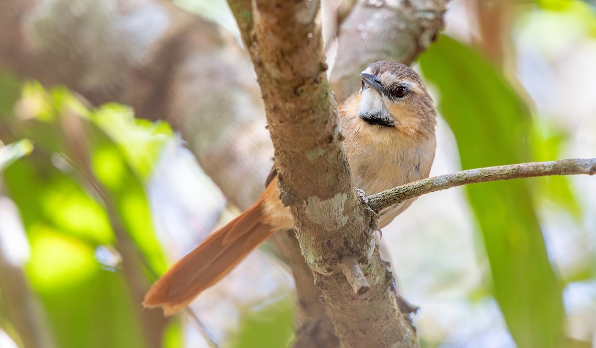 Ochre-cheeked Spinetail - ML644716121