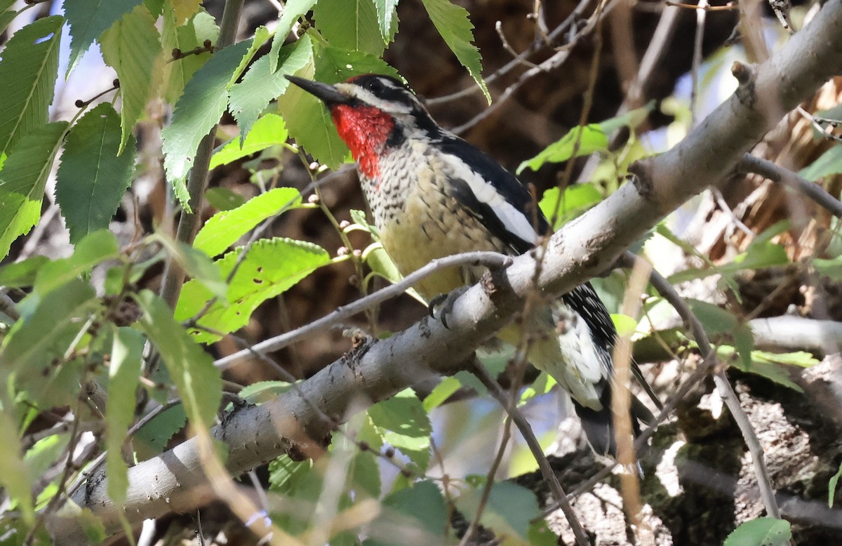 Rotnacken-Saftlecker - ML644716126