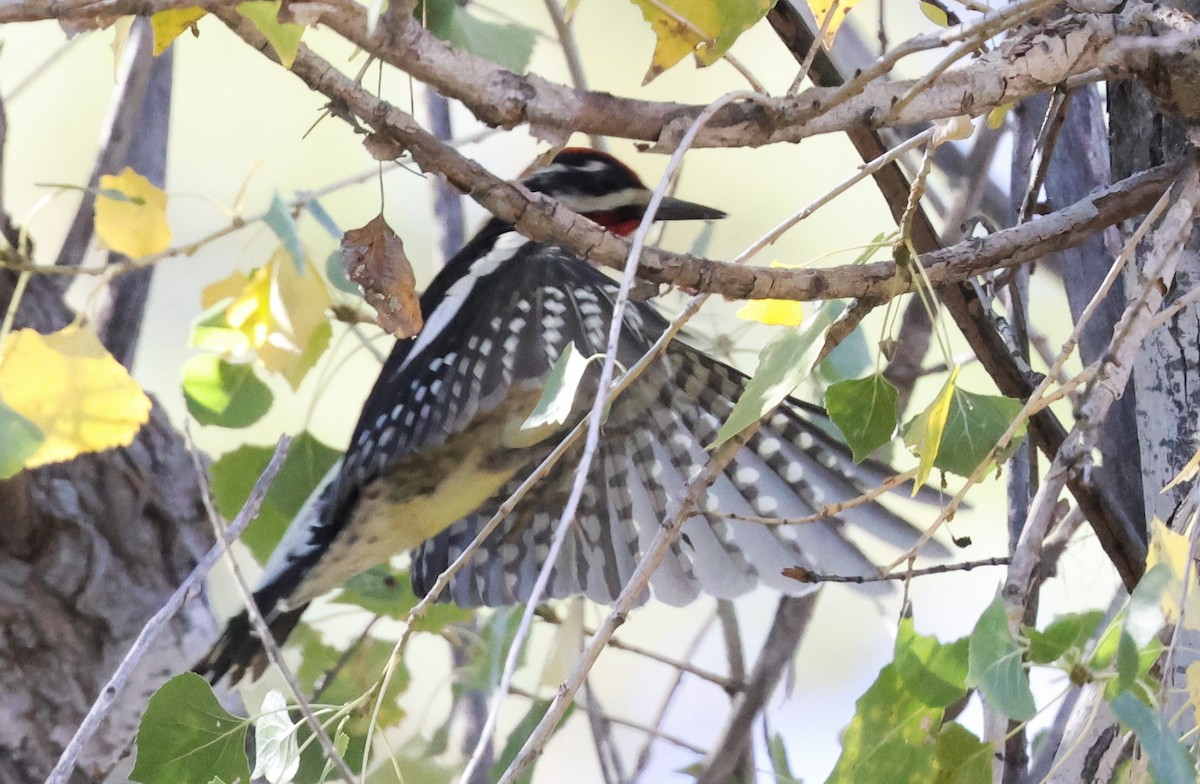 Rotnacken-Saftlecker - ML644716127