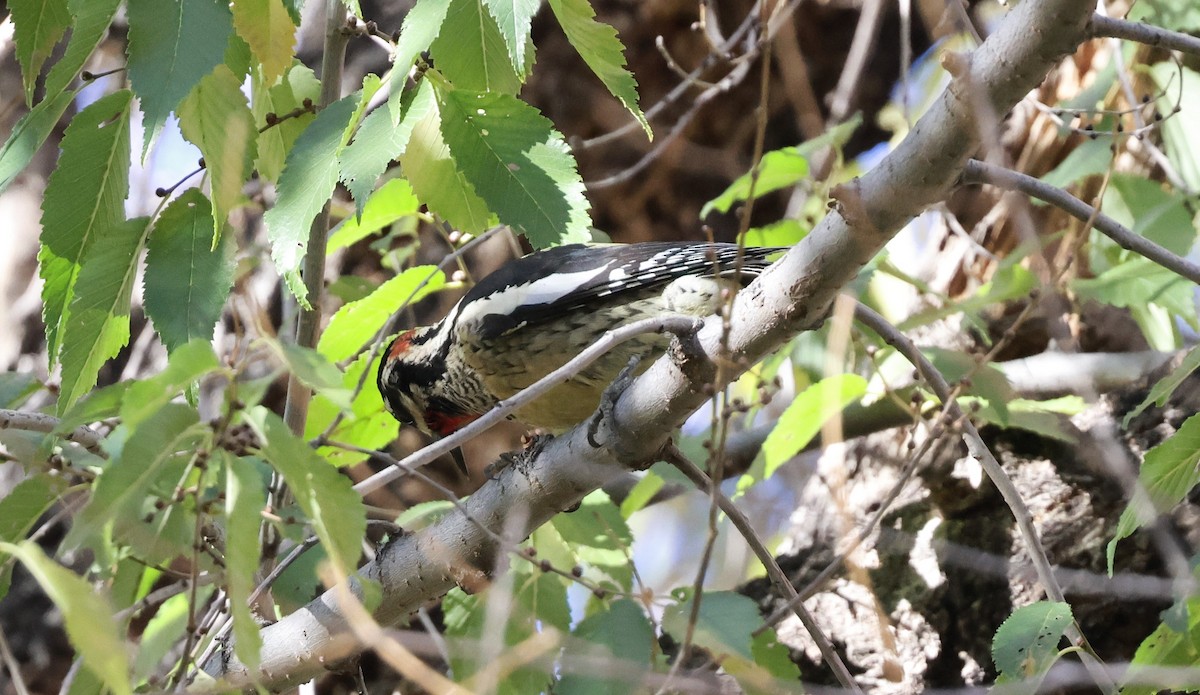 Rotnacken-Saftlecker - ML644716128