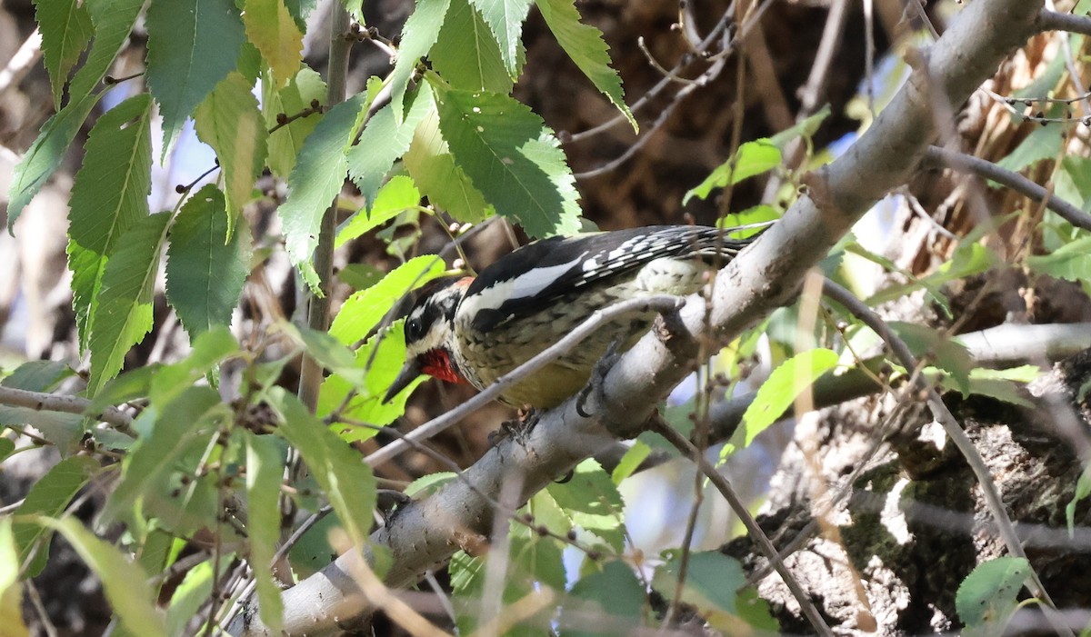 Rotnacken-Saftlecker - ML644716129