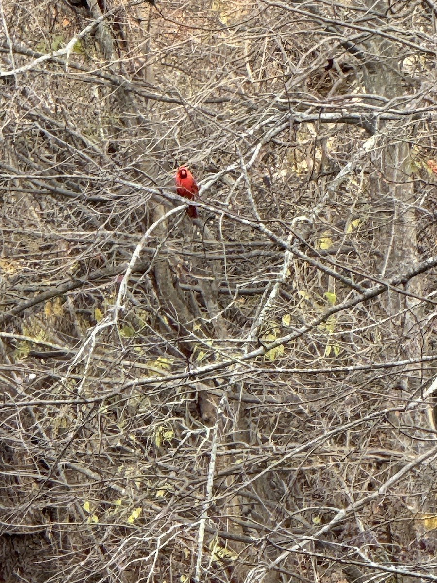 Красный кардинал - ML644716130