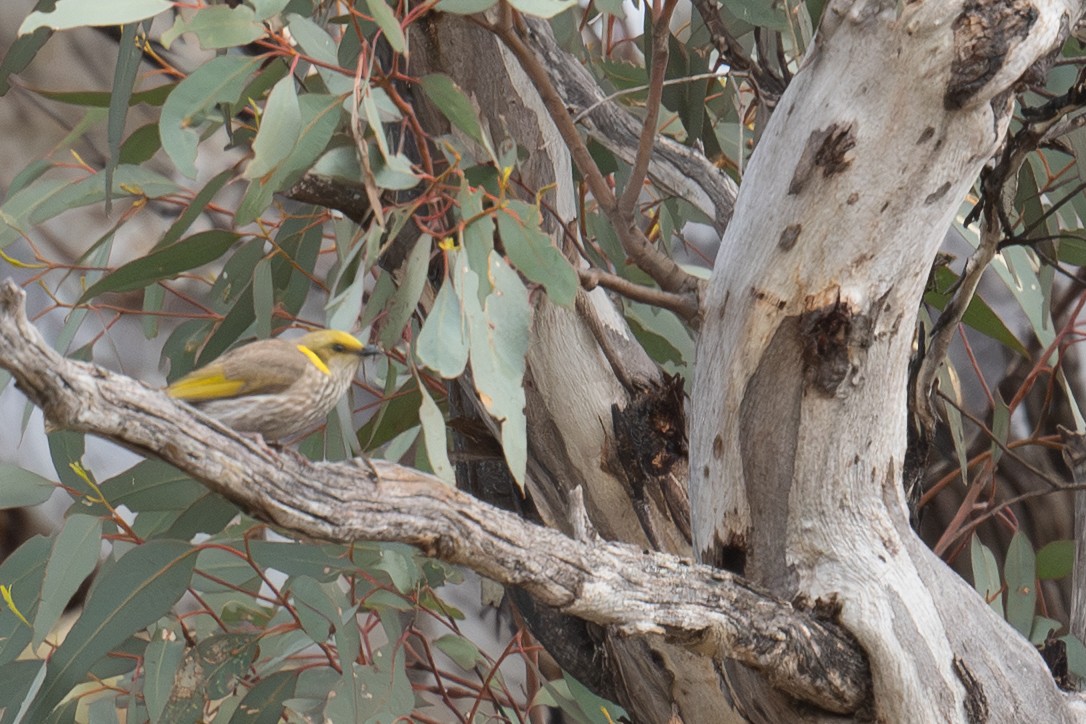 ムナフコバシミツスイ - ML644716145