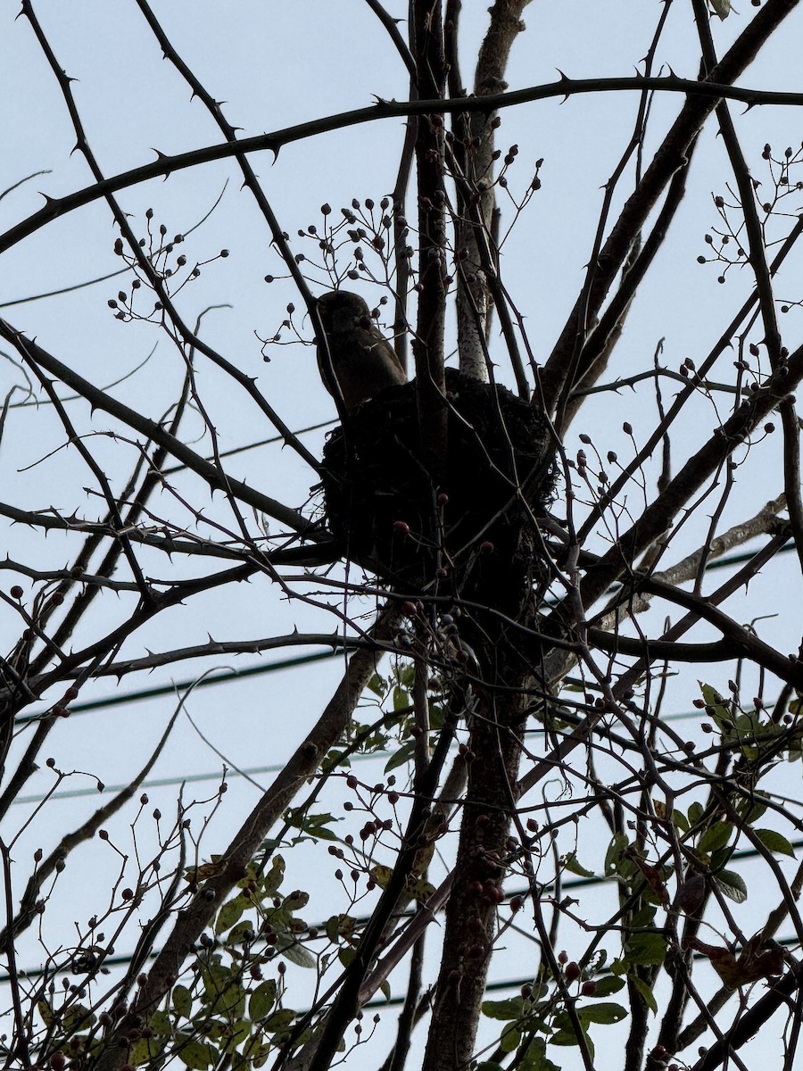 House Sparrow - ML644716147