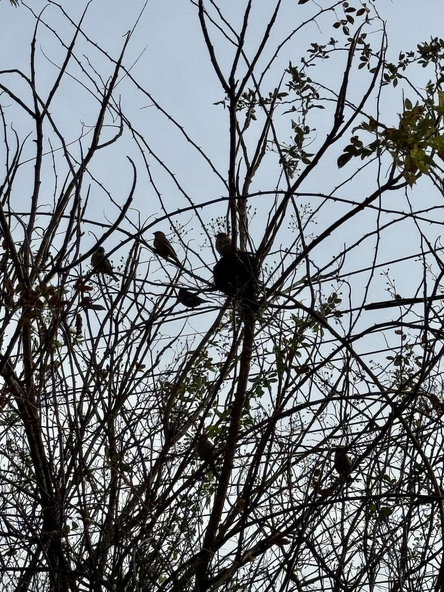 House Sparrow - ML644716148