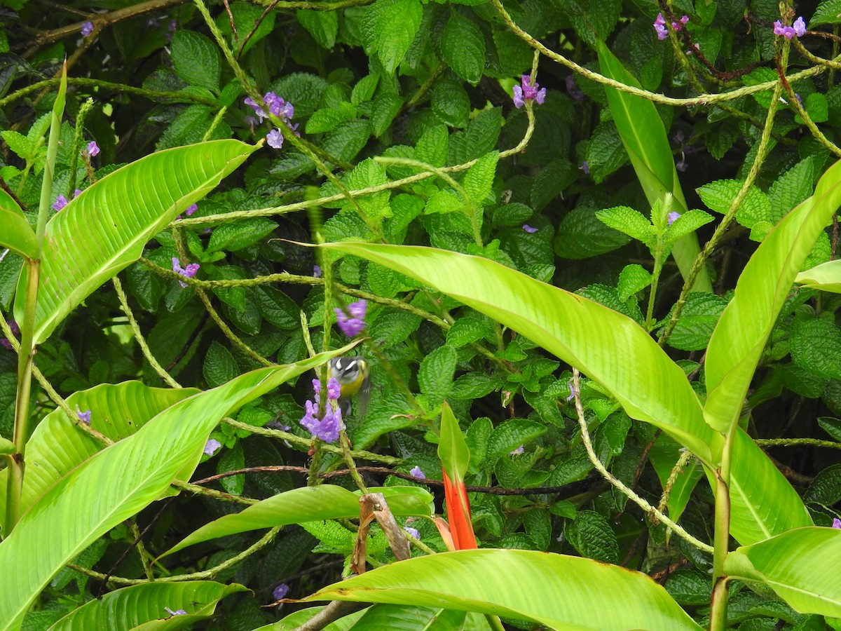 Bananaquit - ML644716153