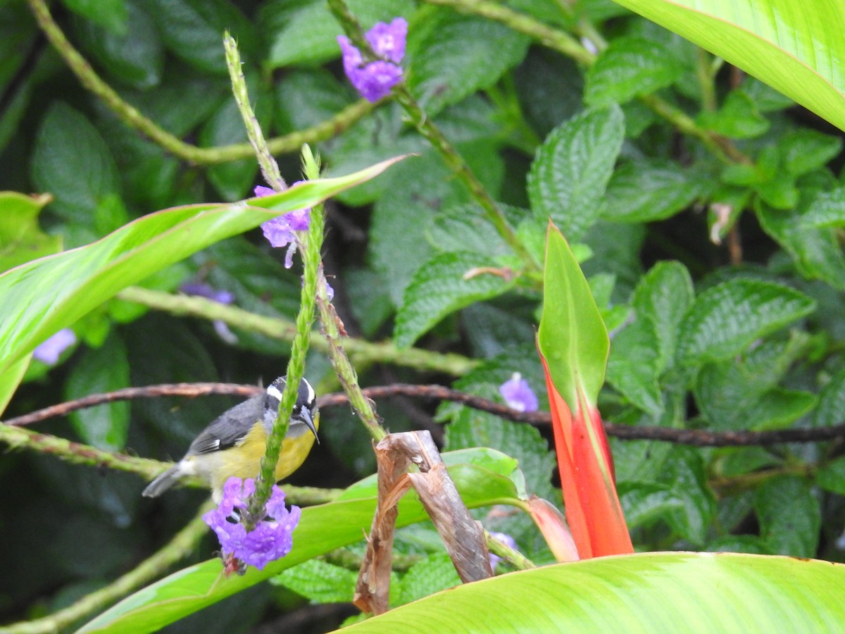 Bananaquit - ML644716155