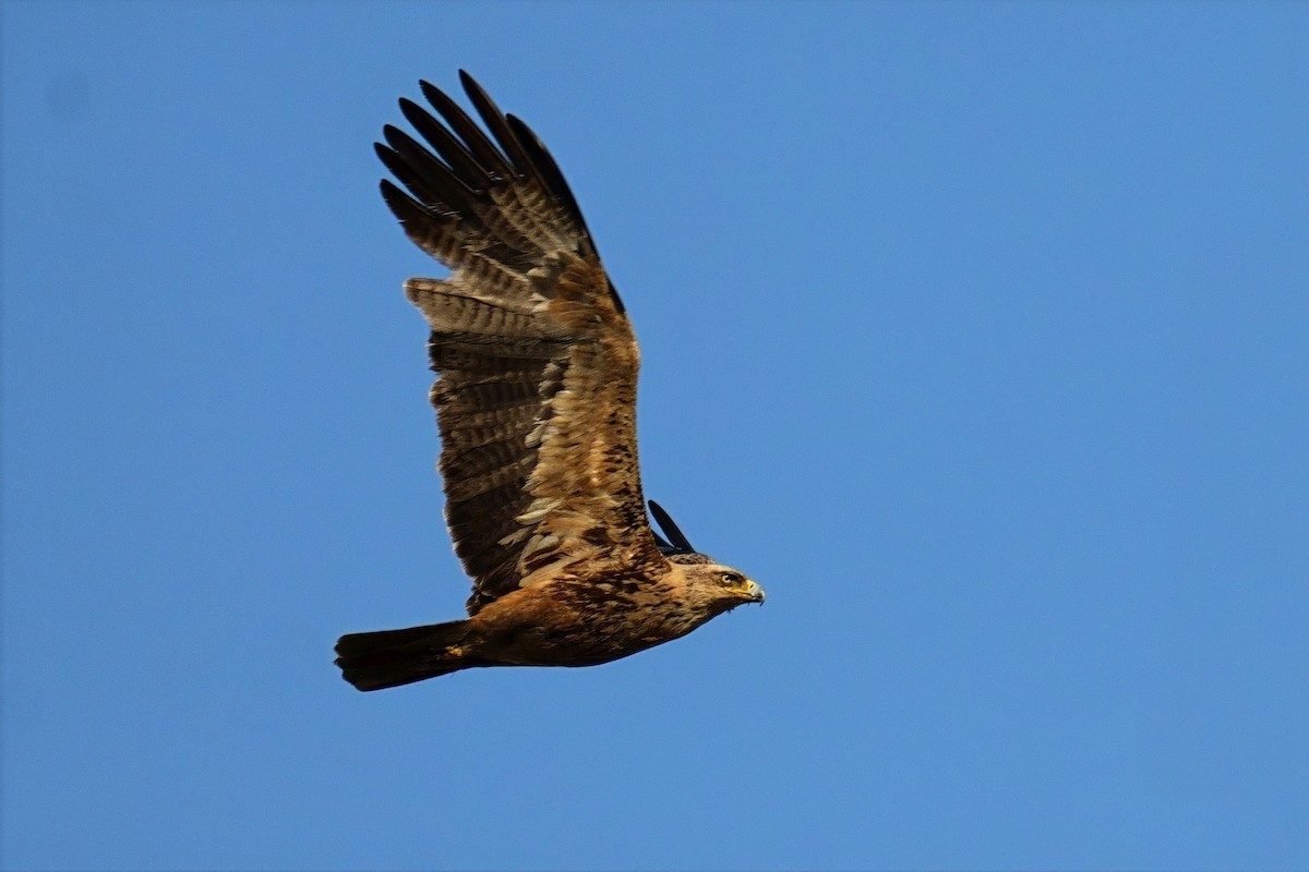 Tawny Eagle - ML644716174