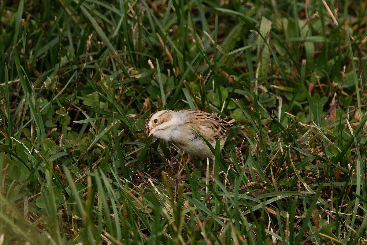 Clay-colored Sparrow - ML644716175