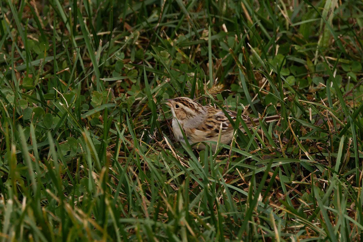 Clay-colored Sparrow - ML644716176