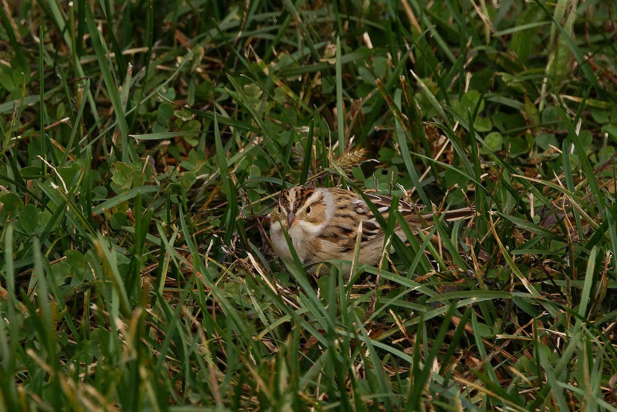 Clay-colored Sparrow - ML644716177