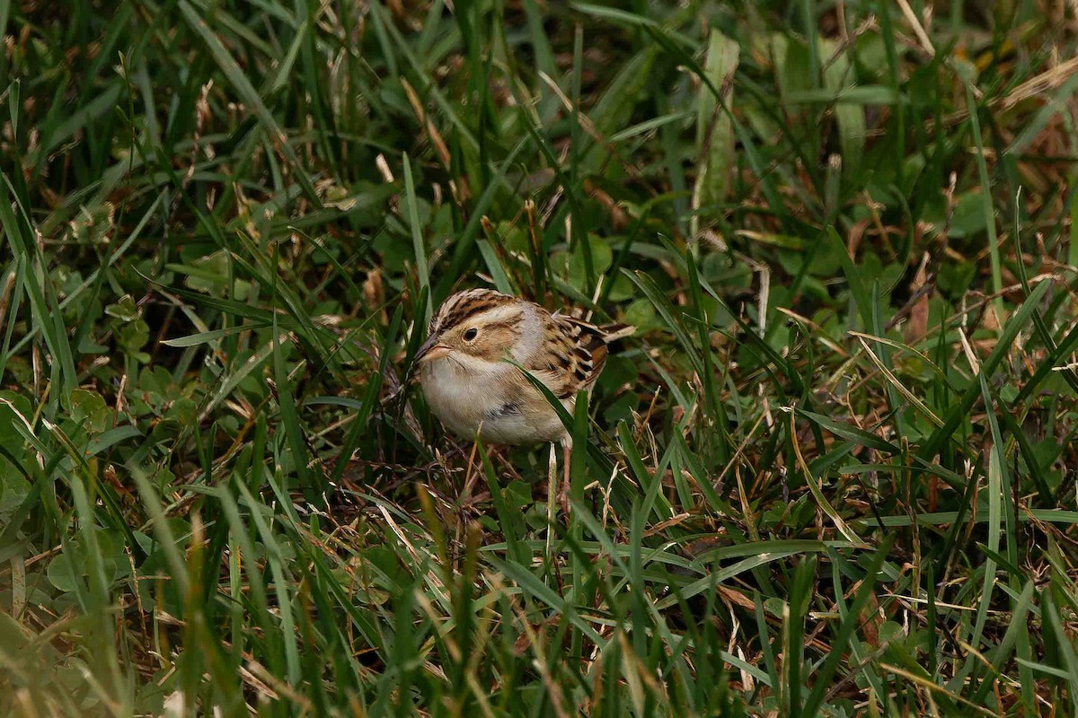 Clay-colored Sparrow - ML644716178