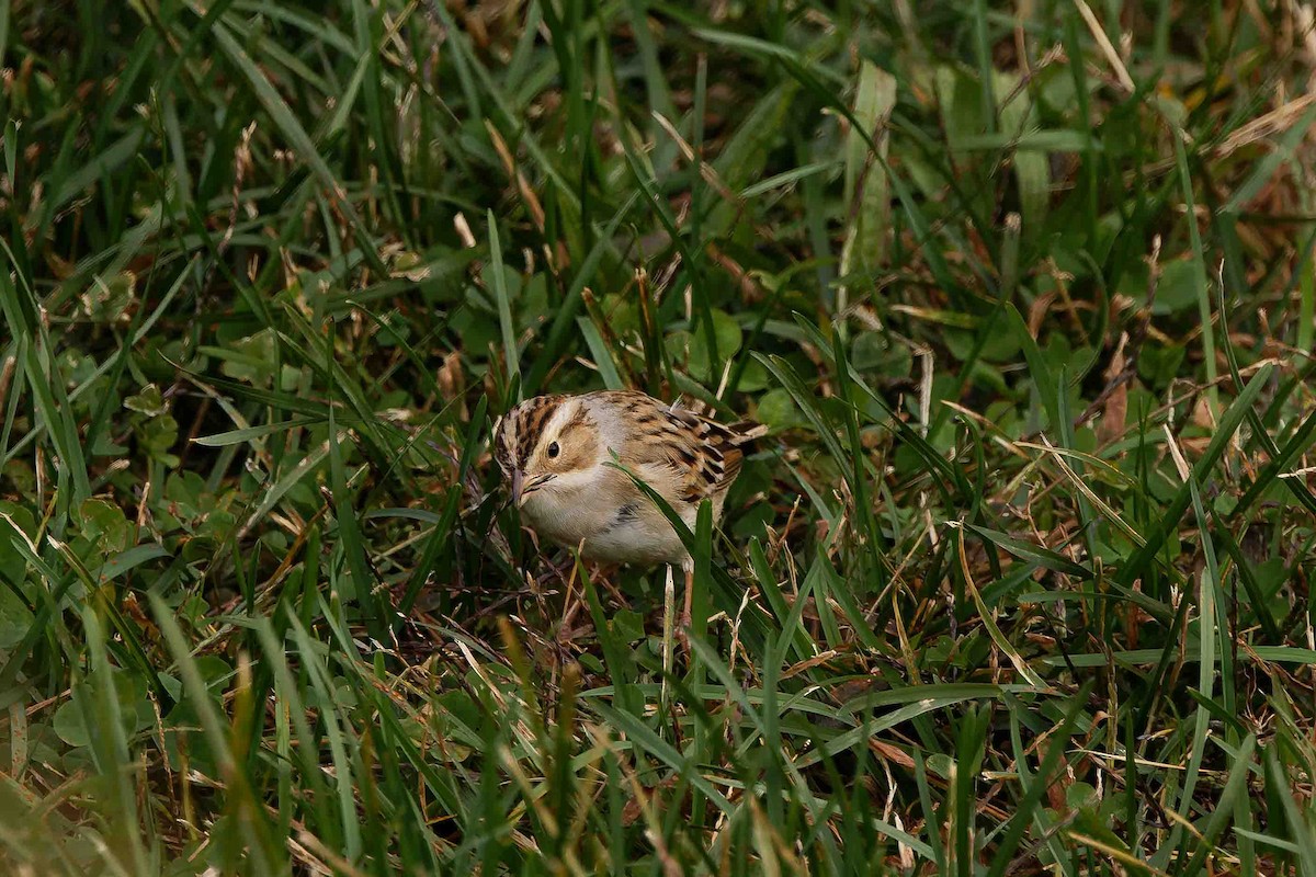 Clay-colored Sparrow - ML644716179