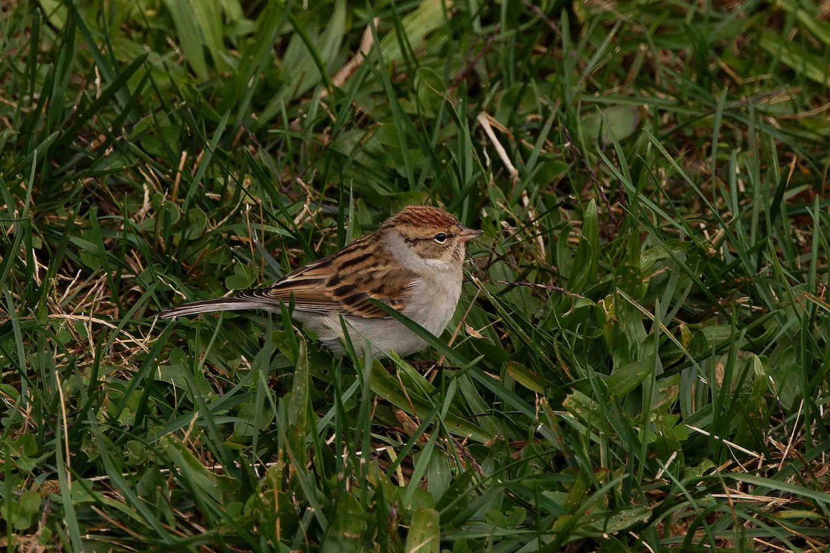Chipping Sparrow - ML644716180