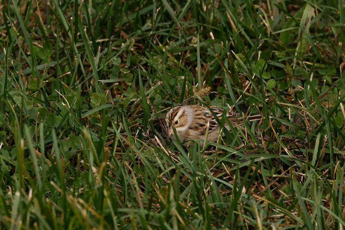 Clay-colored Sparrow - ML644716181