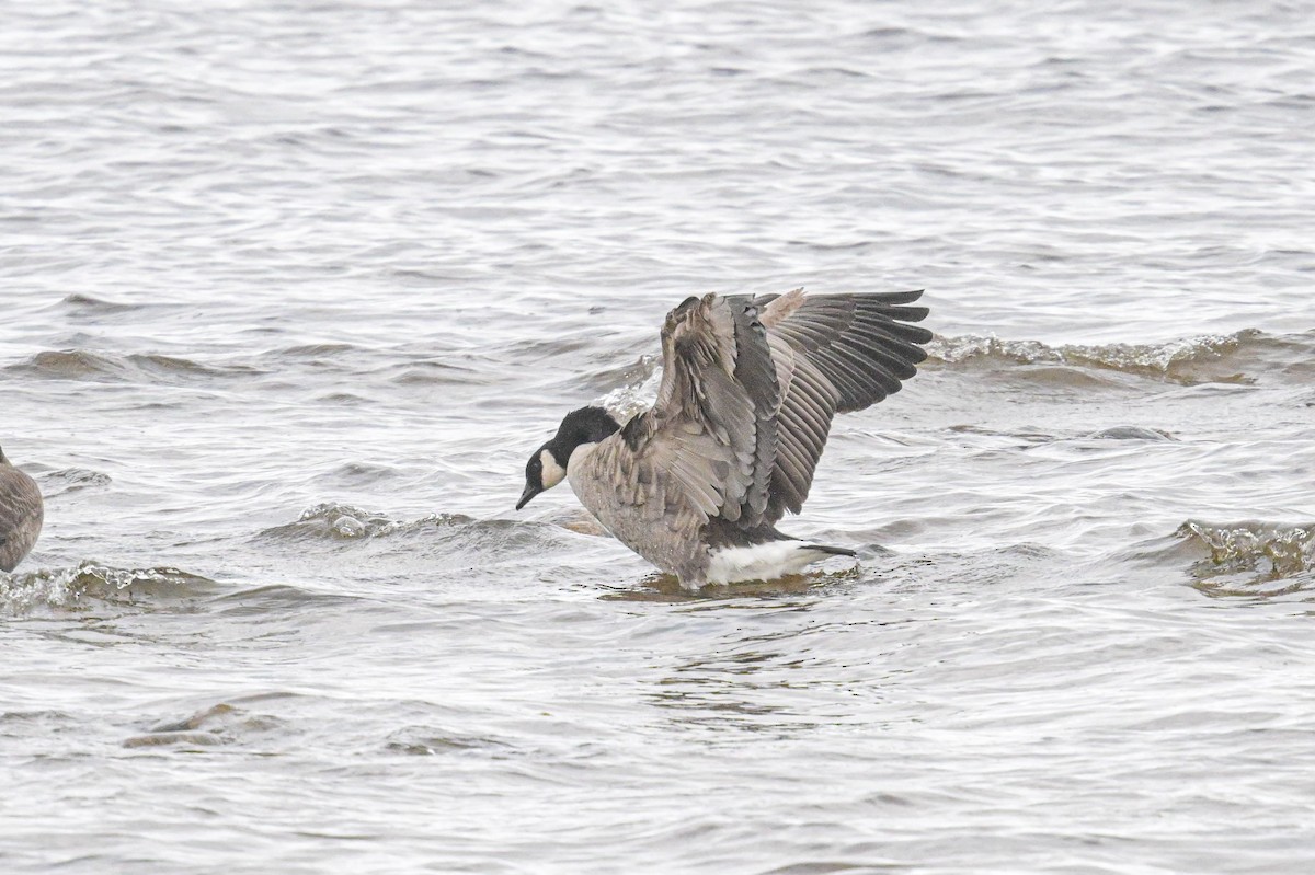 カナダガン - ML644716188