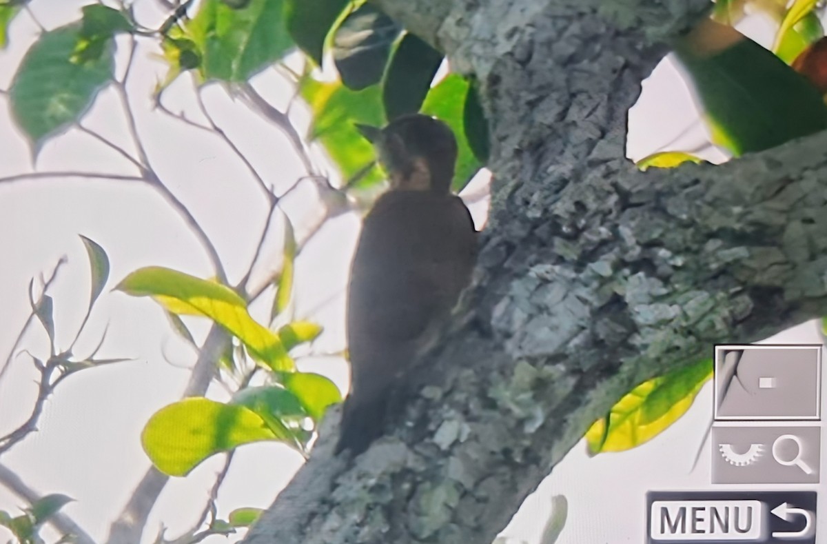 Melancholy Woodpecker - ML644716196