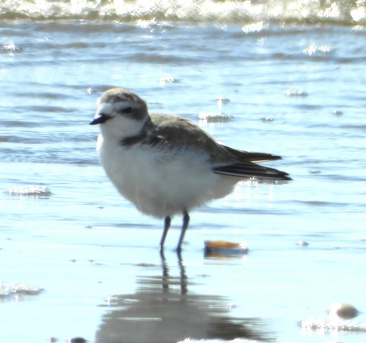 Snowy Plover - ML644716197