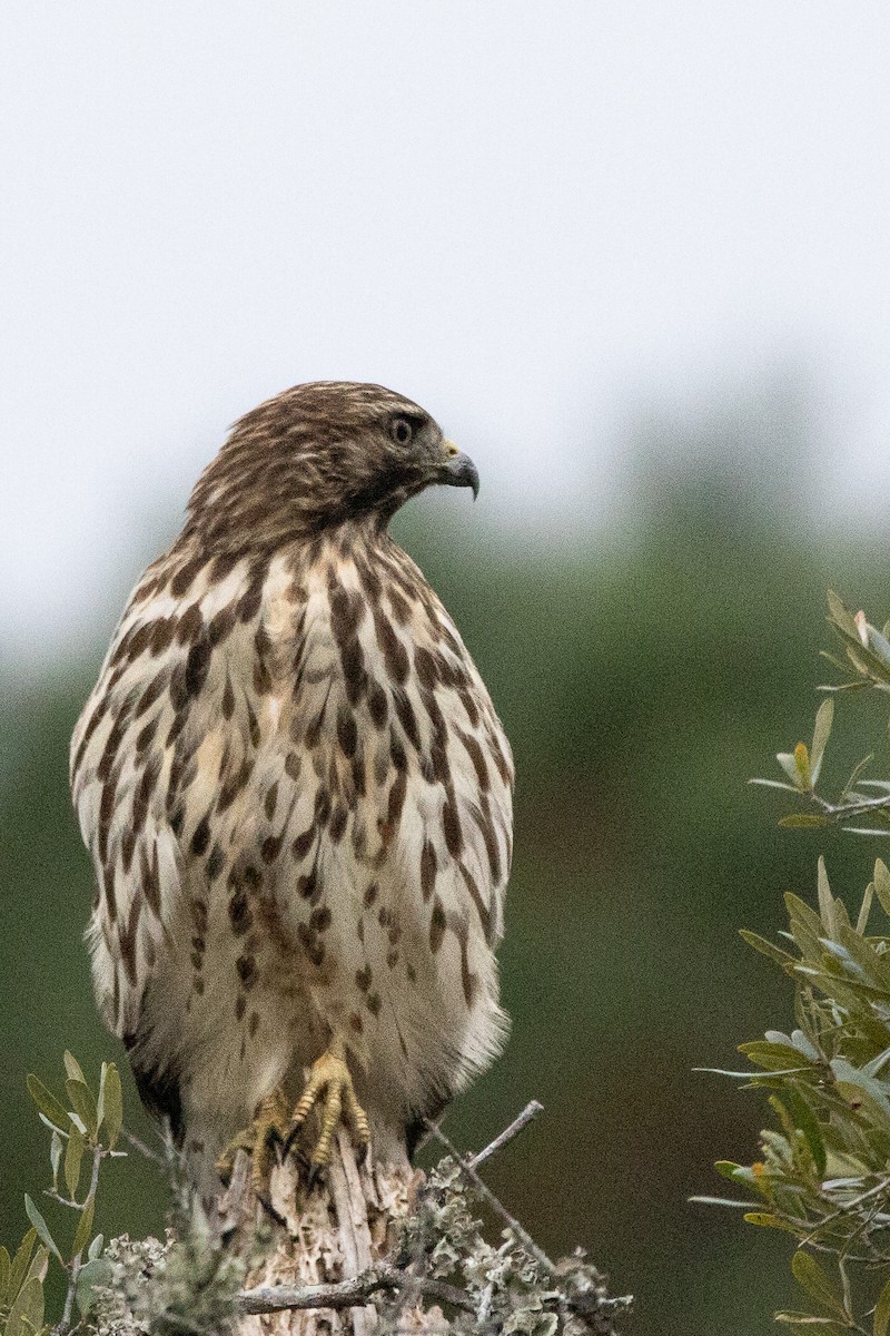 Red-shouldered Hawk - ML644716199