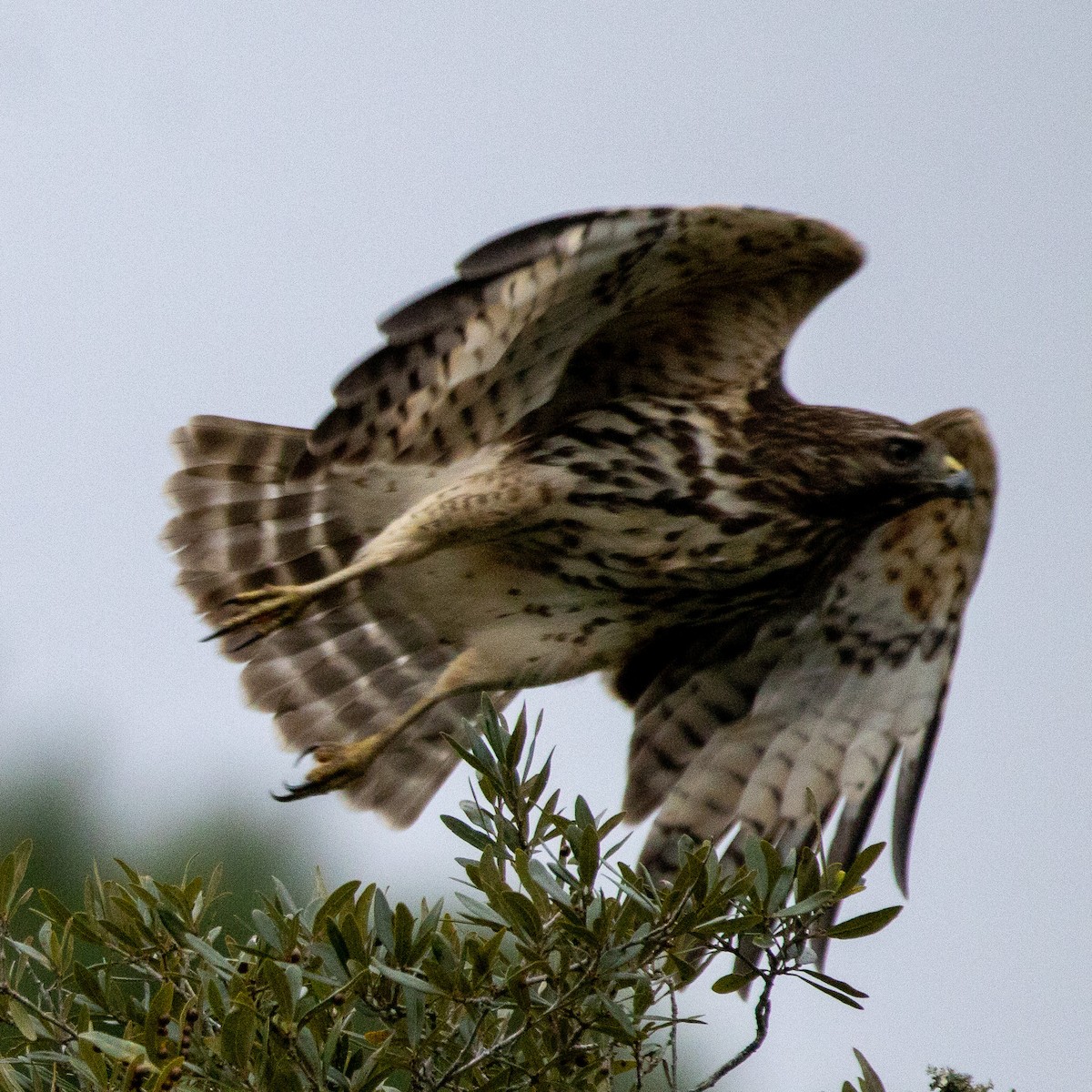 Red-shouldered Hawk - ML644716200