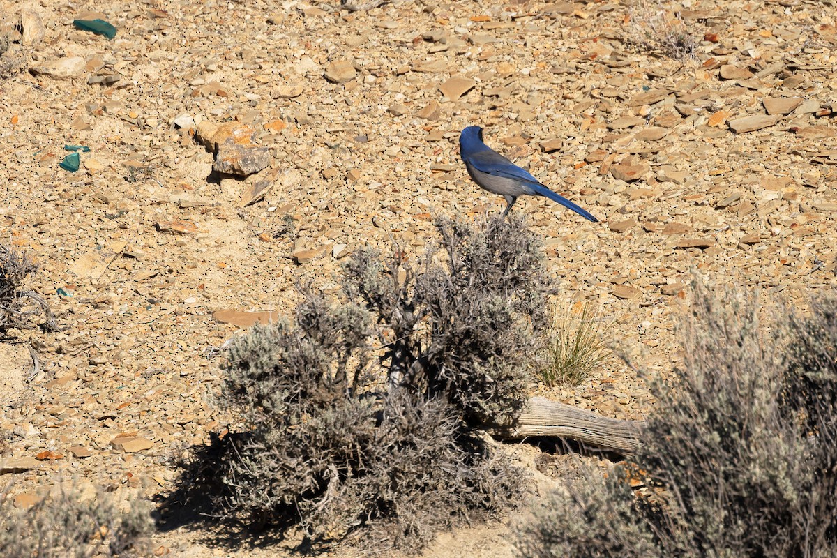 Woodhouse's Scrub-Jay - ML644716201