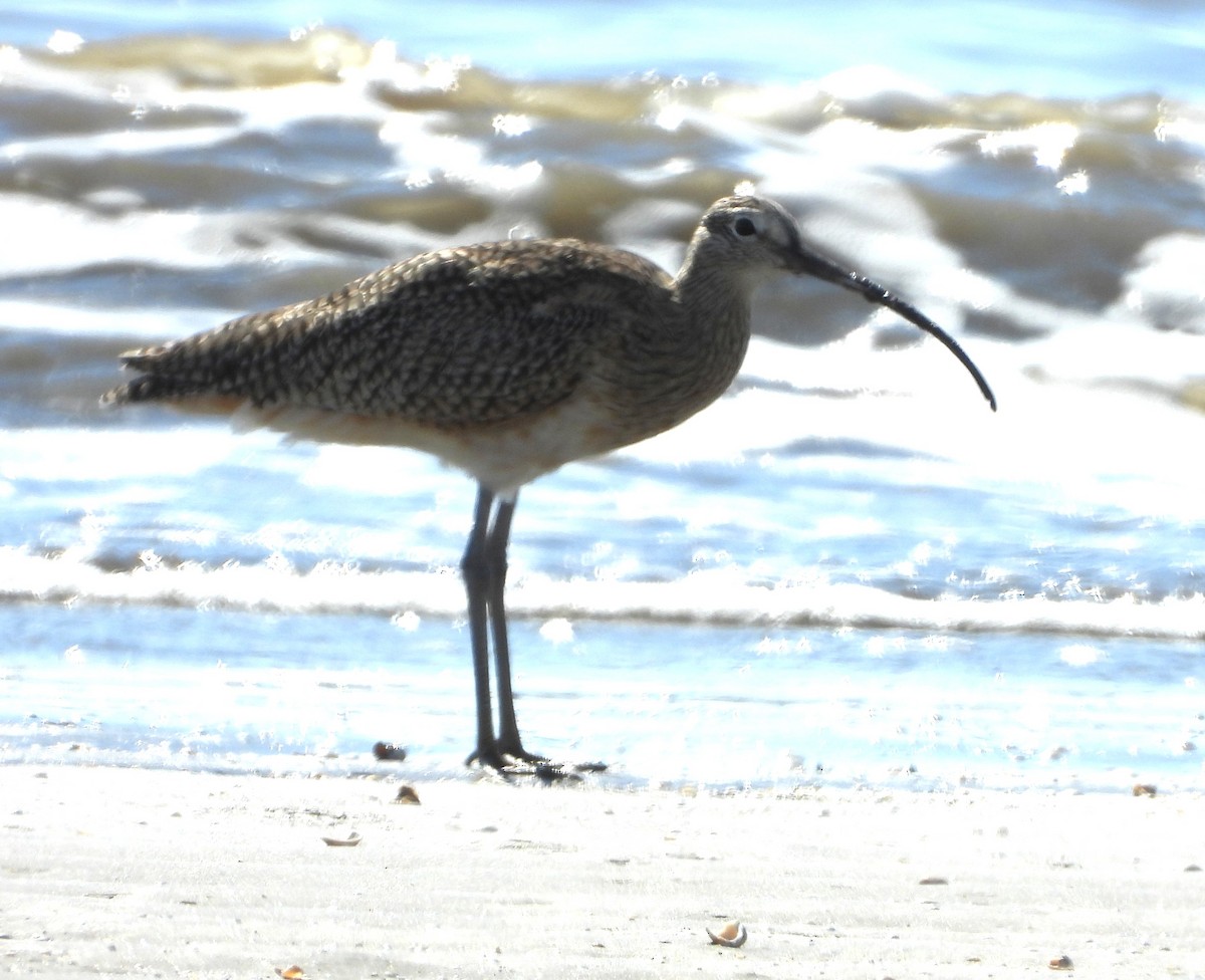 Long-billed Curlew - ML644716205