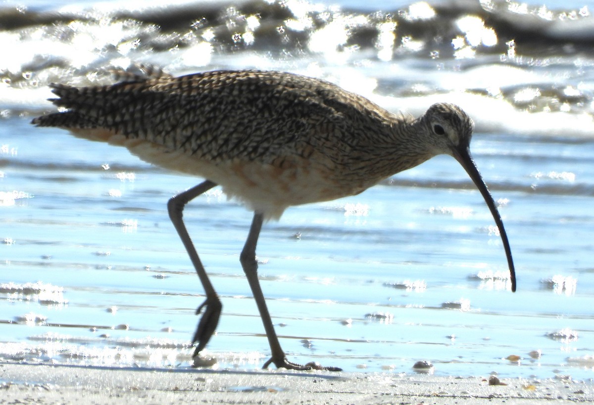 Long-billed Curlew - ML644716206