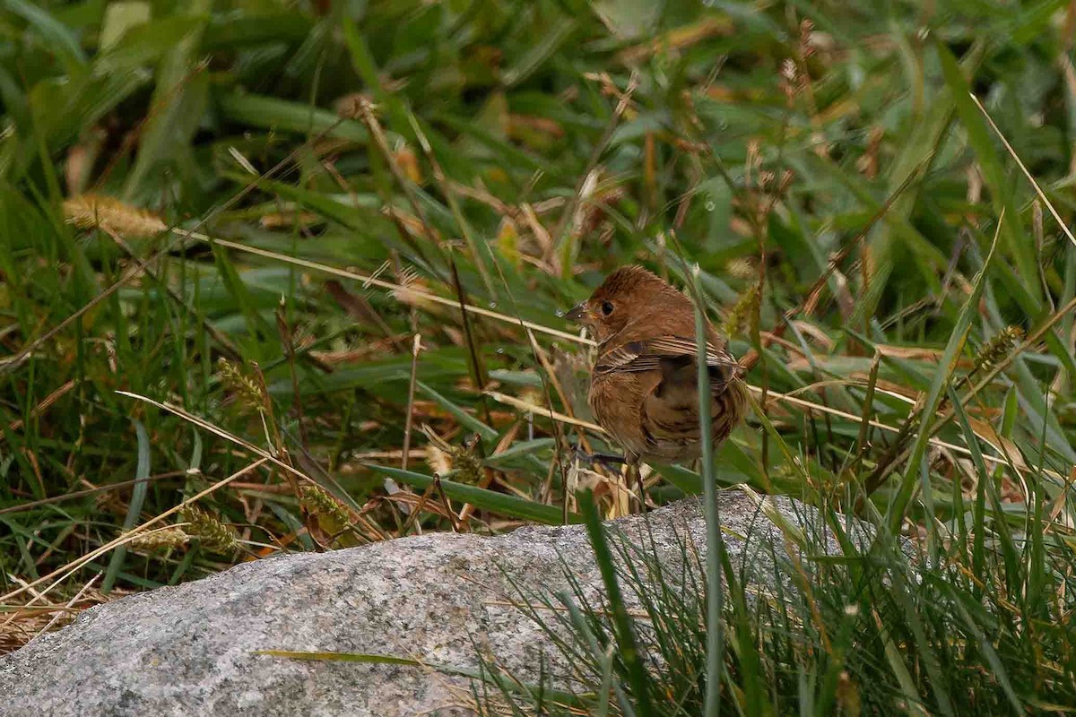 Indigo Bunting - ML644716216
