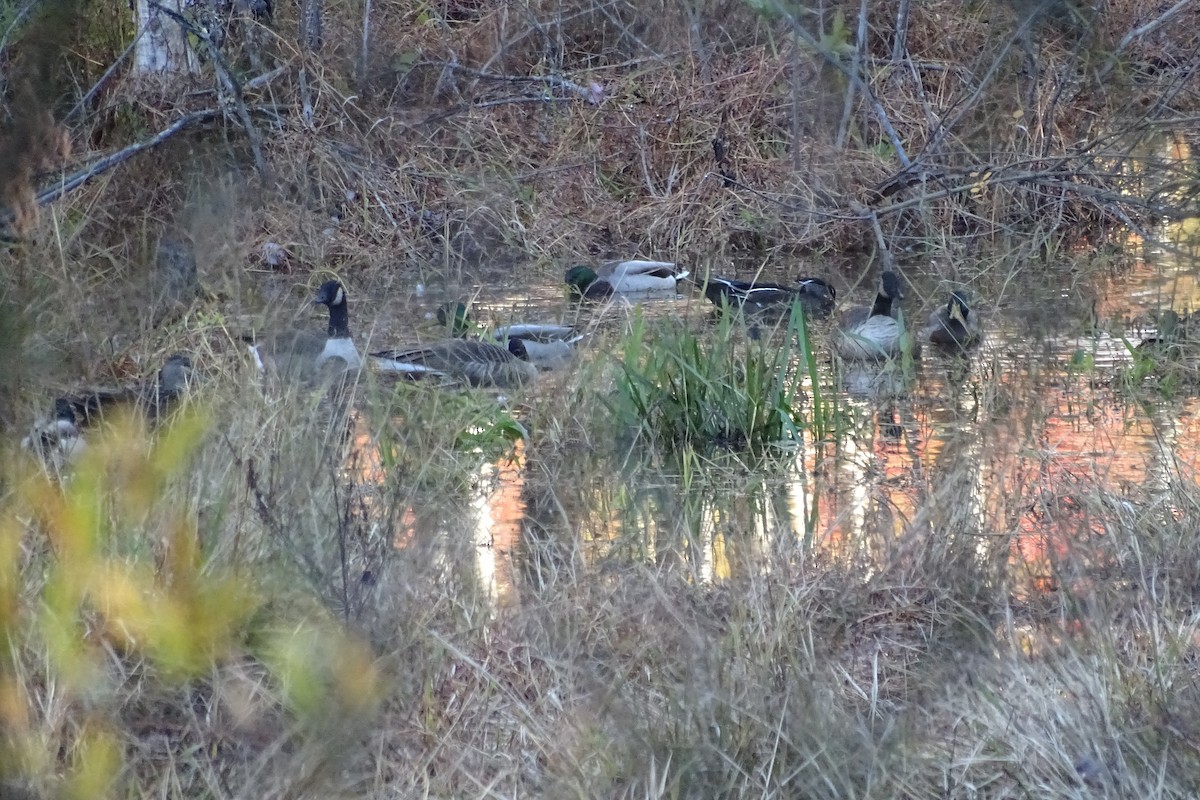 カナダガン - ML644716224