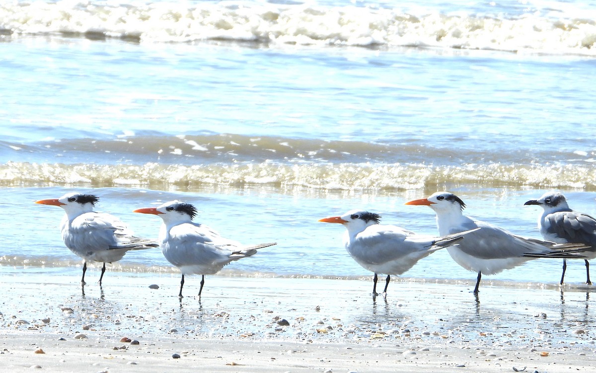 Royal Tern - ML644716225