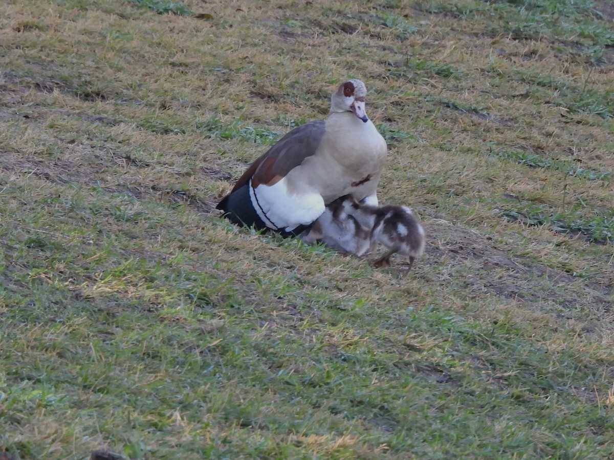 Egyptian Goose - ML644716229