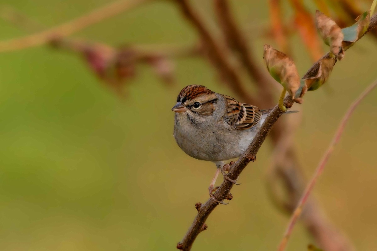 Chipping Sparrow - ML644716230
