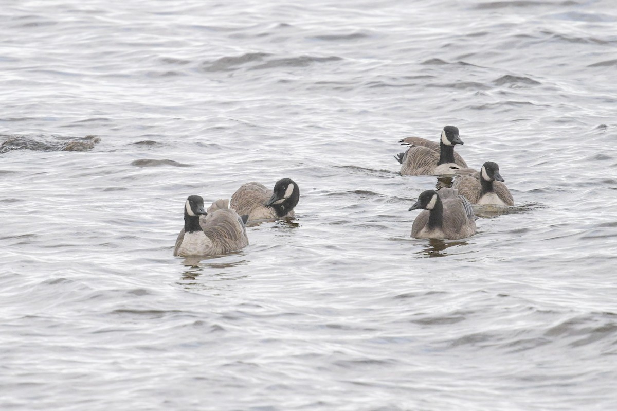 カナダガン - ML644716248