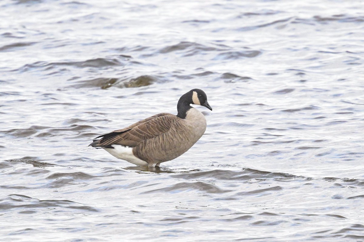 カナダガン - ML644716250