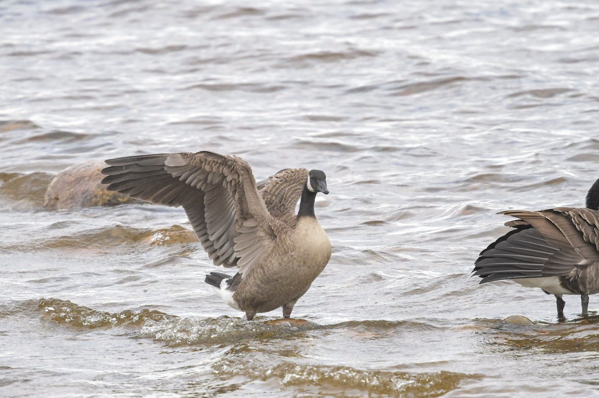 カナダガン - ML644716257