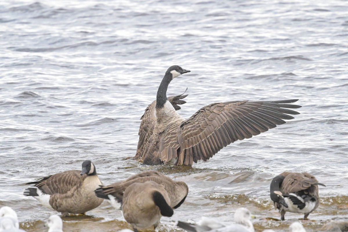 カナダガン - ML644716260