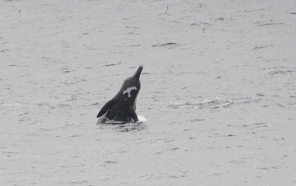 ツチクジラ - ML644716261